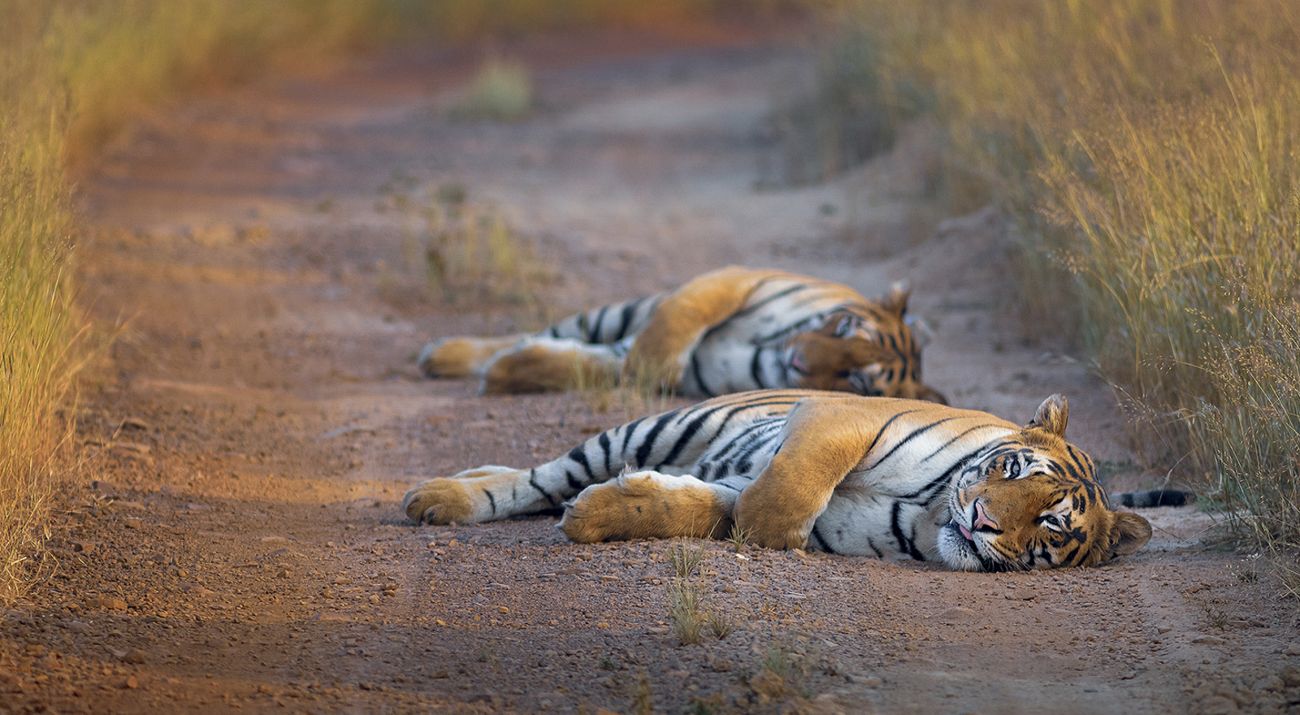 Two tigers lie on a dirt road; the one in the foreground looks at the camera.