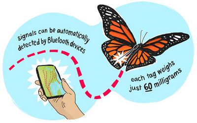 Illustration of a monarch butterfly in flight tagged with a small transmitter.