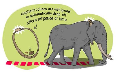 Illustration of an elephant wearing a tracking collar.