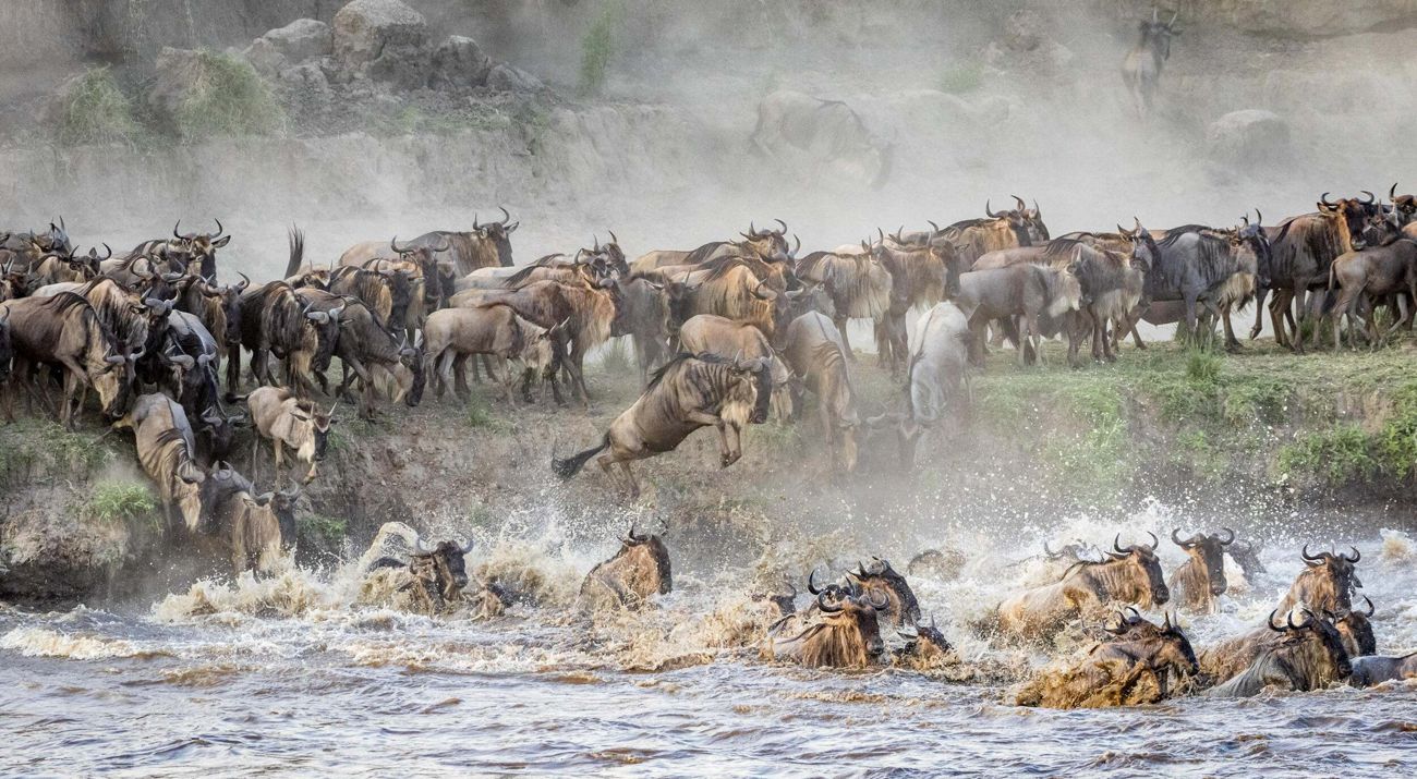 a large heard of migrating wildebeest crossing a river.