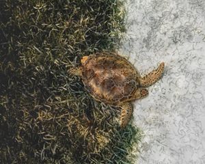 a loggerhead turtle swims away from a field of seagrass