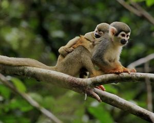 a baby squirrel monkey on the back of its mother.