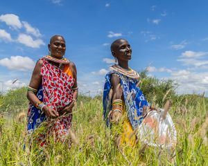 Women gather seeds in a grassy field.