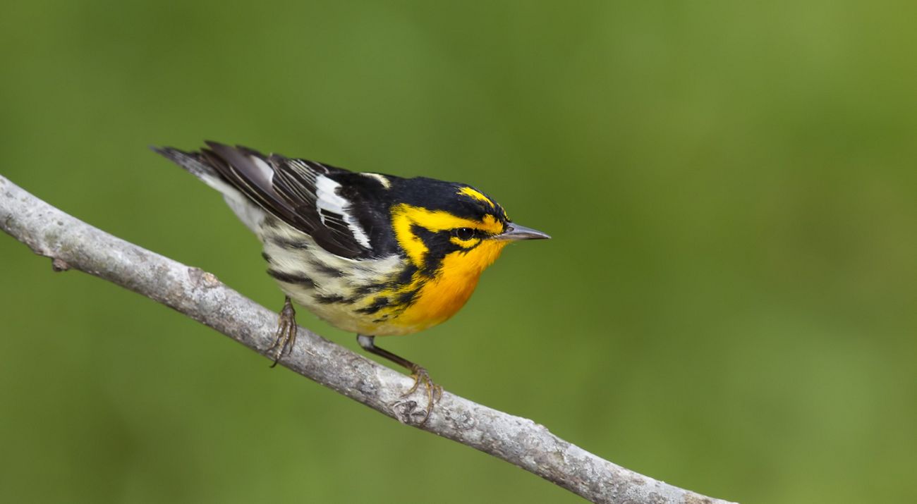 A male Blackburnian warbler perched on a branch against a green background. 