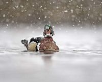 A wood duck in the water while snow falls.