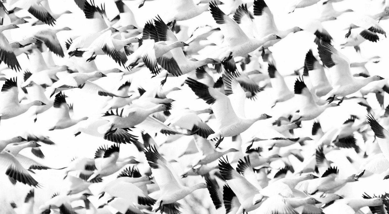 A flock of snow geese in flight.