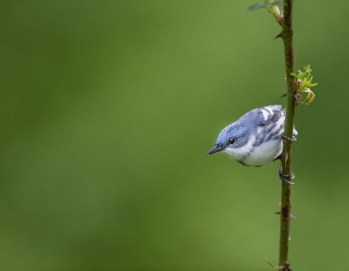 A blue bird sitting on a small tree branch with green leaves.
