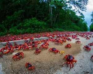 hundreds of red crabs migrating from land to sea.