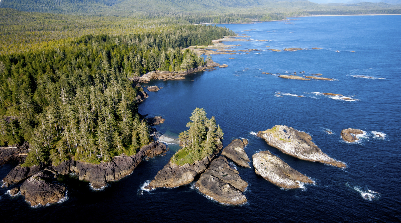 A lush, green forest coast next to water.