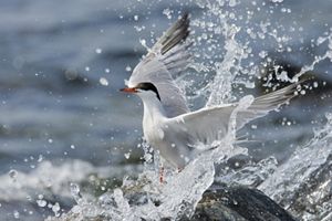 A white bird with a black head has its wings outstretched as it splashes into a body of water. 