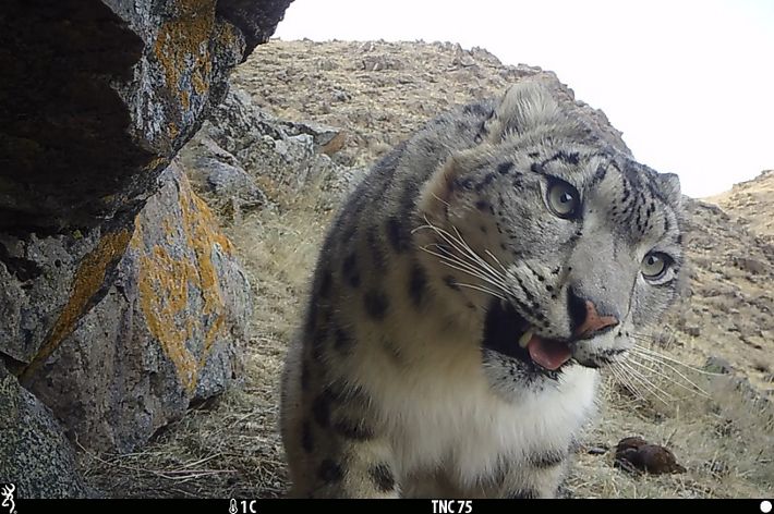 A snow leopard is recorded on a camera trap.
