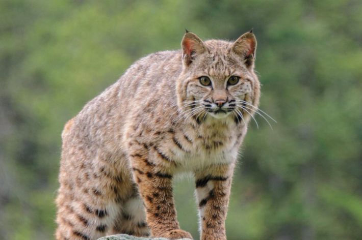 A bobcat stands on top of a large rock.