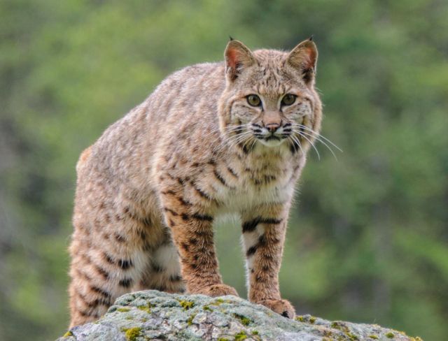 A bobcat stands on top of a large rock.