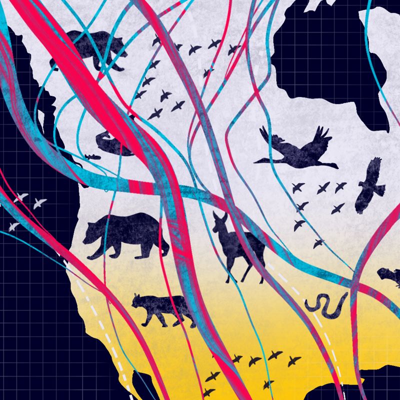 Illustration showing North America with lines across it and silhouettes of different animals, simulating their migration patterns.