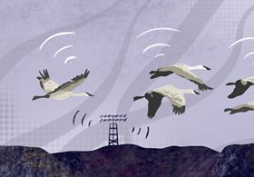 Illustration showing large white birds in flight near a wildlife tracking station.