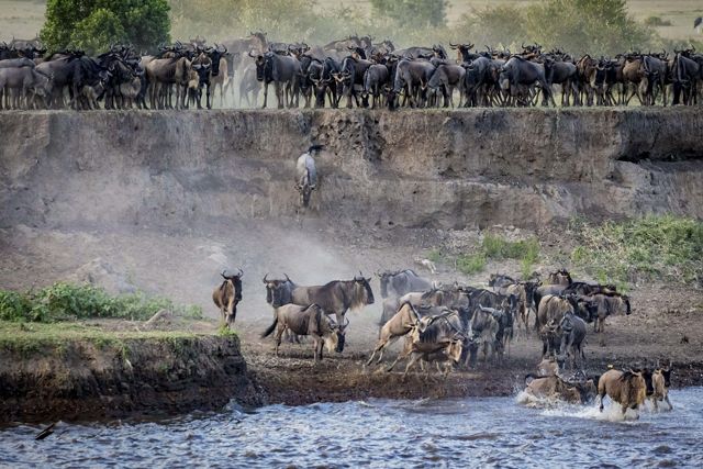 Wildebeests migrating across the Mara River, Tanzania.