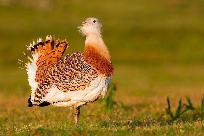 A small white and orange bird with a fanned tail stands in an open field.