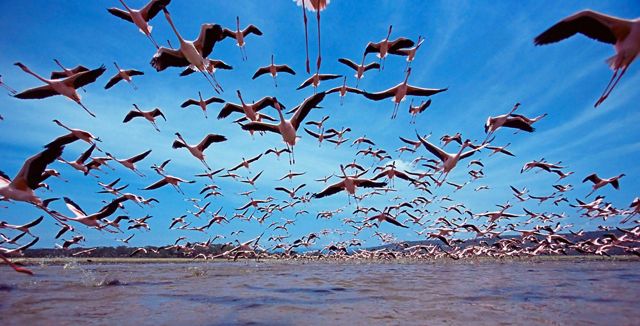 Thousands of lesser flamingoes flying over an African lake.
