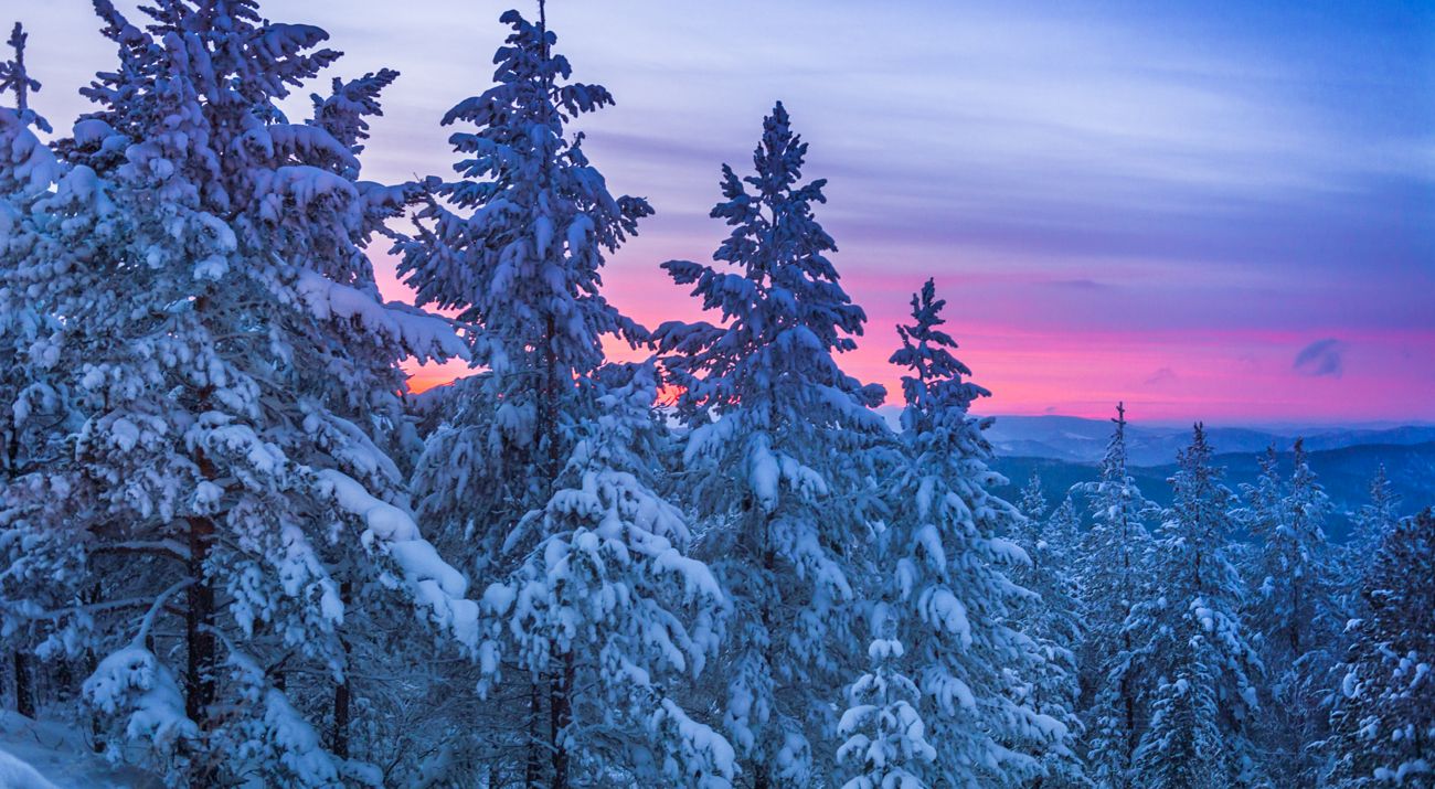 Snowcapped trees with a pink sky background.