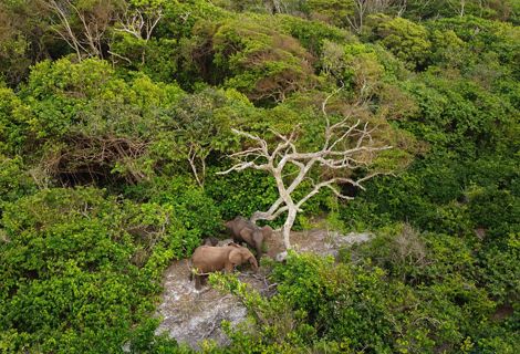 Aerial photo looking down at three elephants in the Gabon forest.