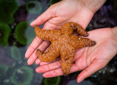 Two hands hold an orange starfish.
