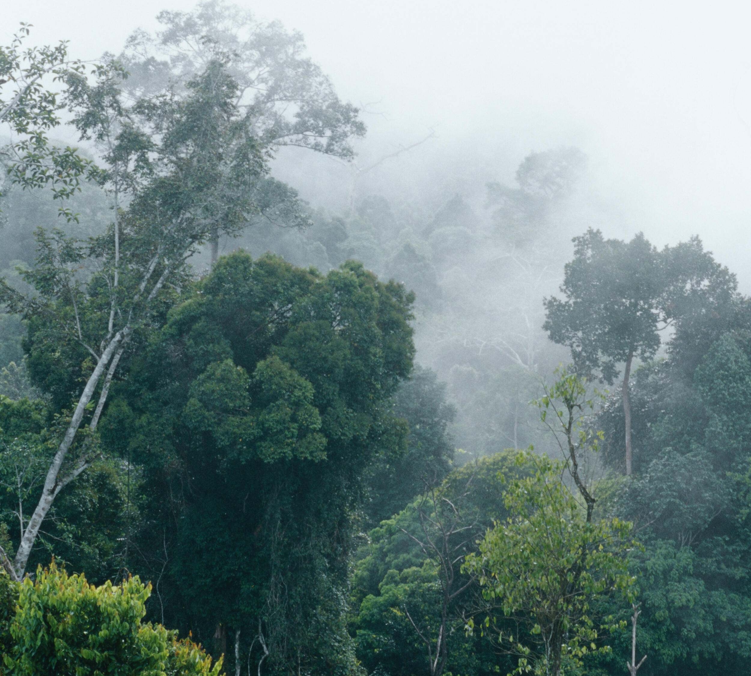 Trees in fog in Indonesia rainforest.