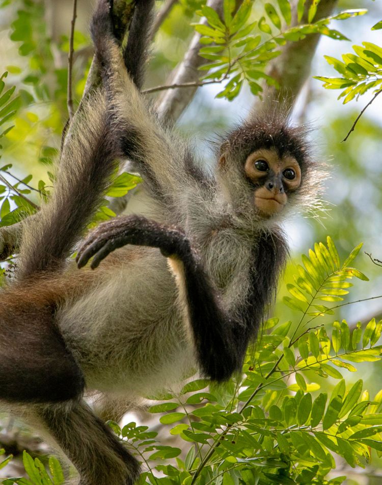 Monkey hanging from a tree branch in Belize rainforest.