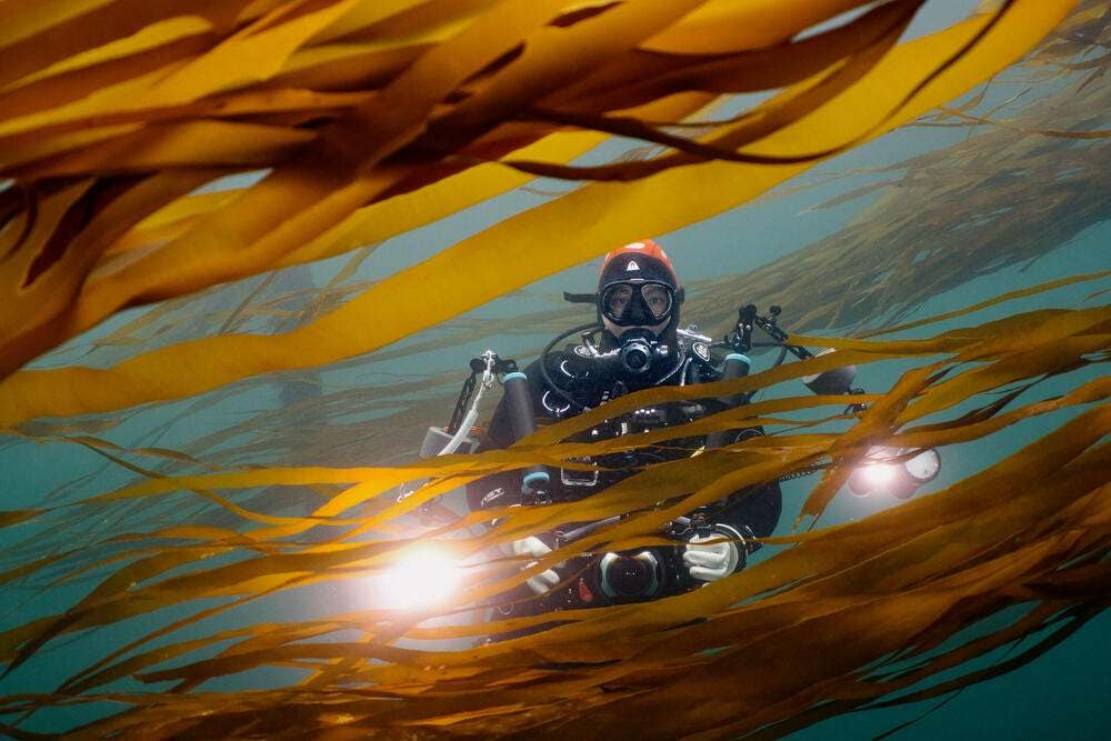 ortrait of Kiliii Yuyan amidst the kelp forests of God's Pocket, off of Hurst Island near Canada's Vancouver Island.