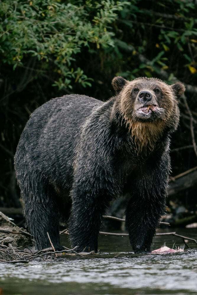 A brown bear, Lucy, hunts and eats salmon along the banks of the Atnarko River, a tributary of the Bella Coola River, in Bella Coola, Canada