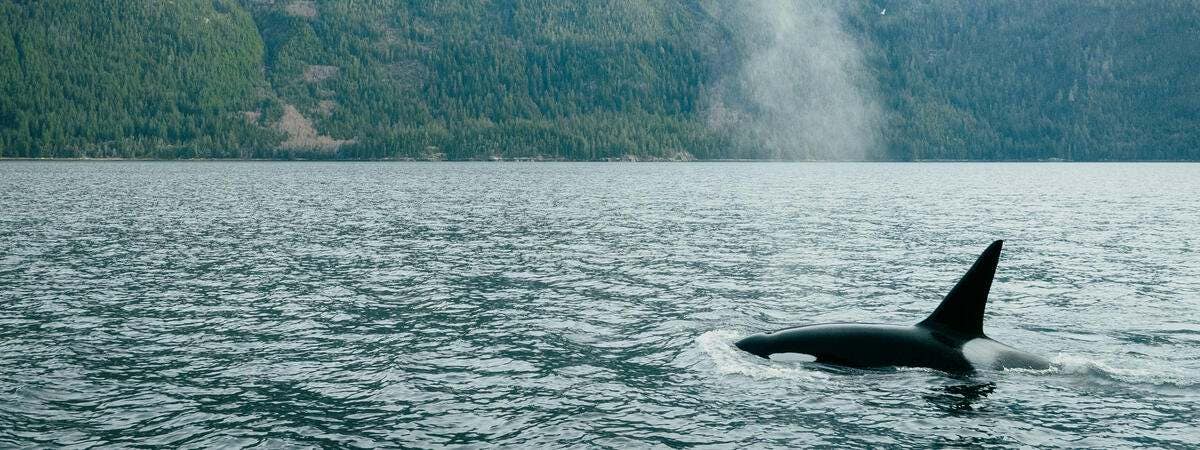 An orca cruises in the chilly water of South Bentnick Arm near Bella Coola, British Columbia, Canada.