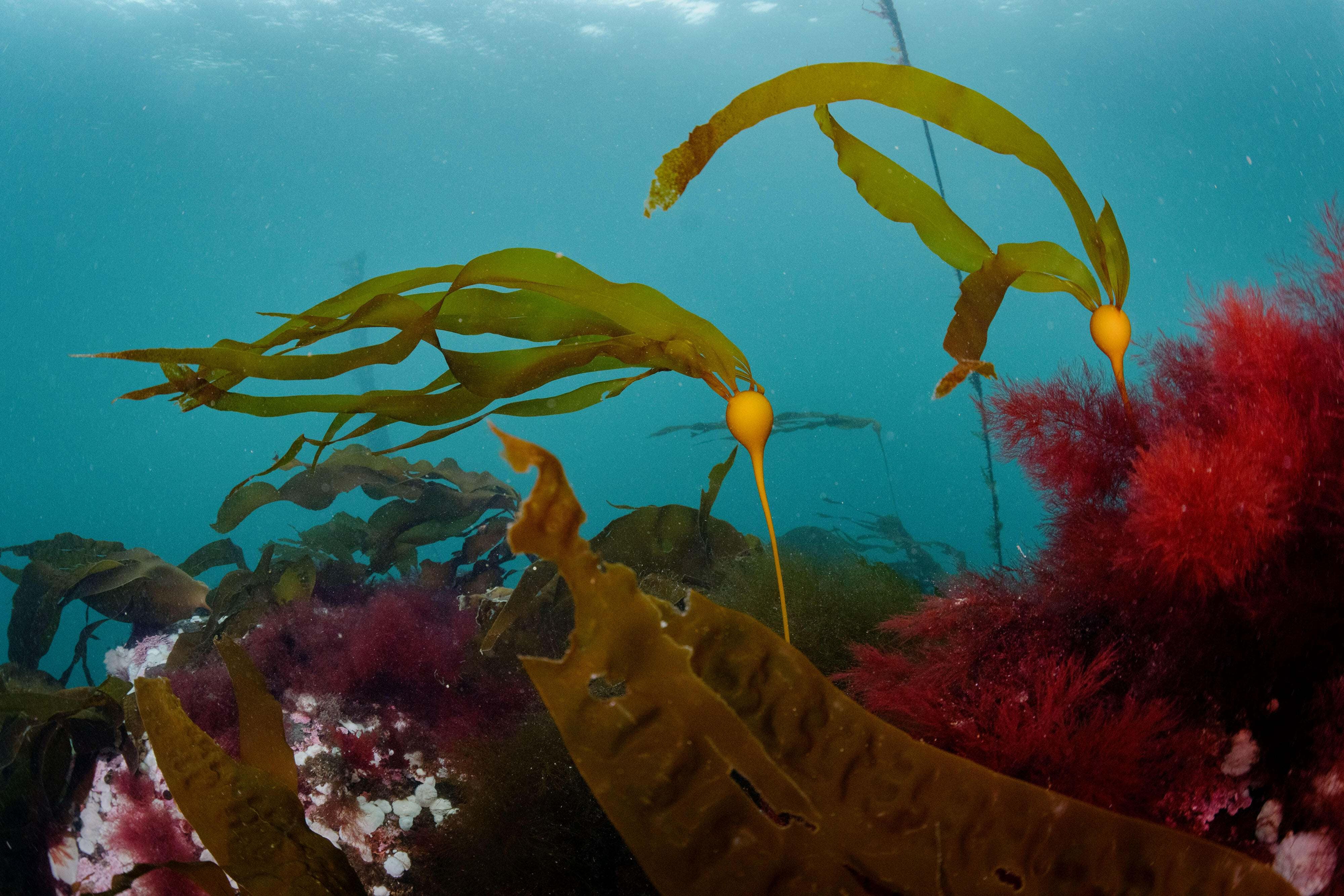 Young bull kelp sways in the currents at God's Pocket.