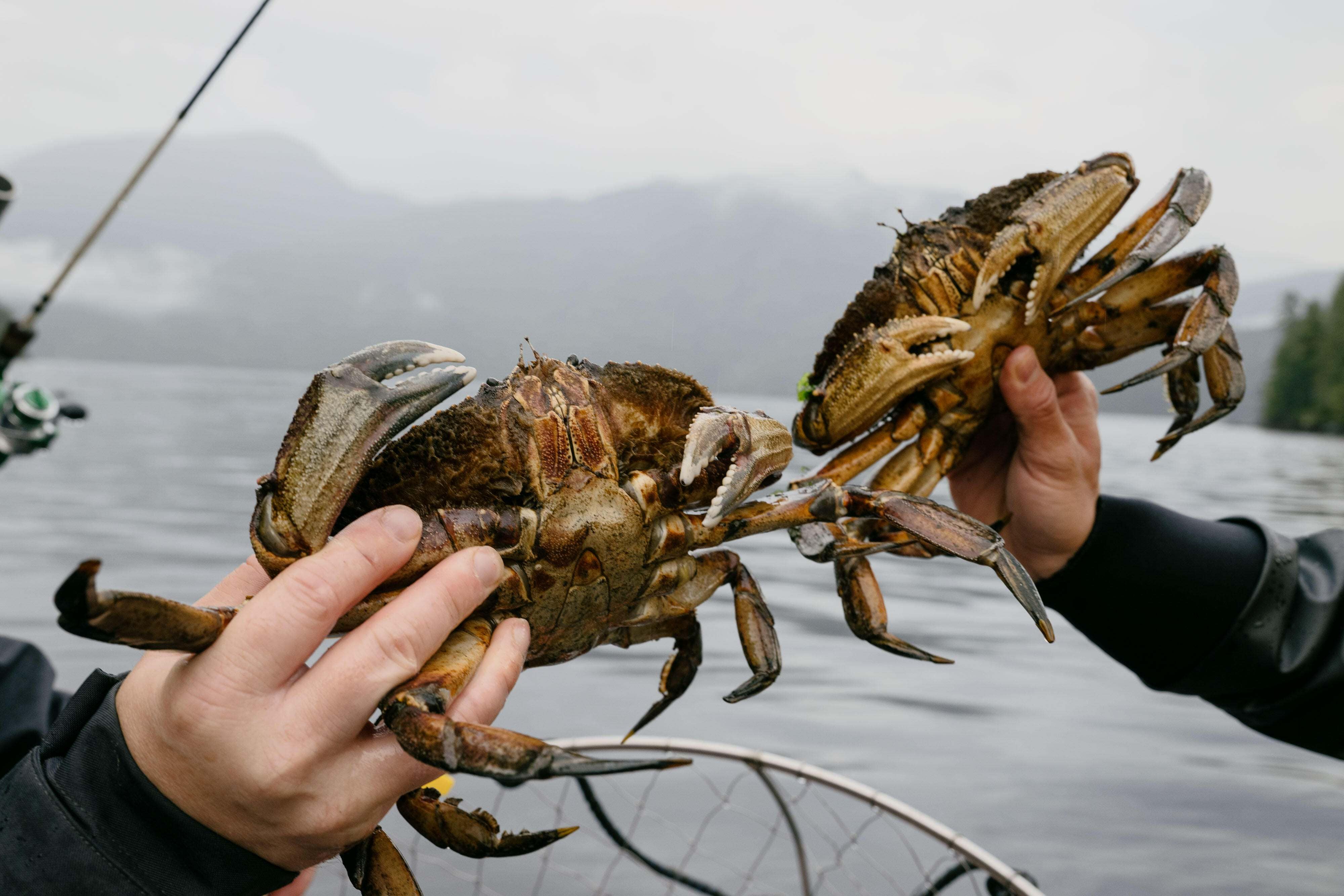 Dungeness crabs caught in a crab monitoring trap are measured.