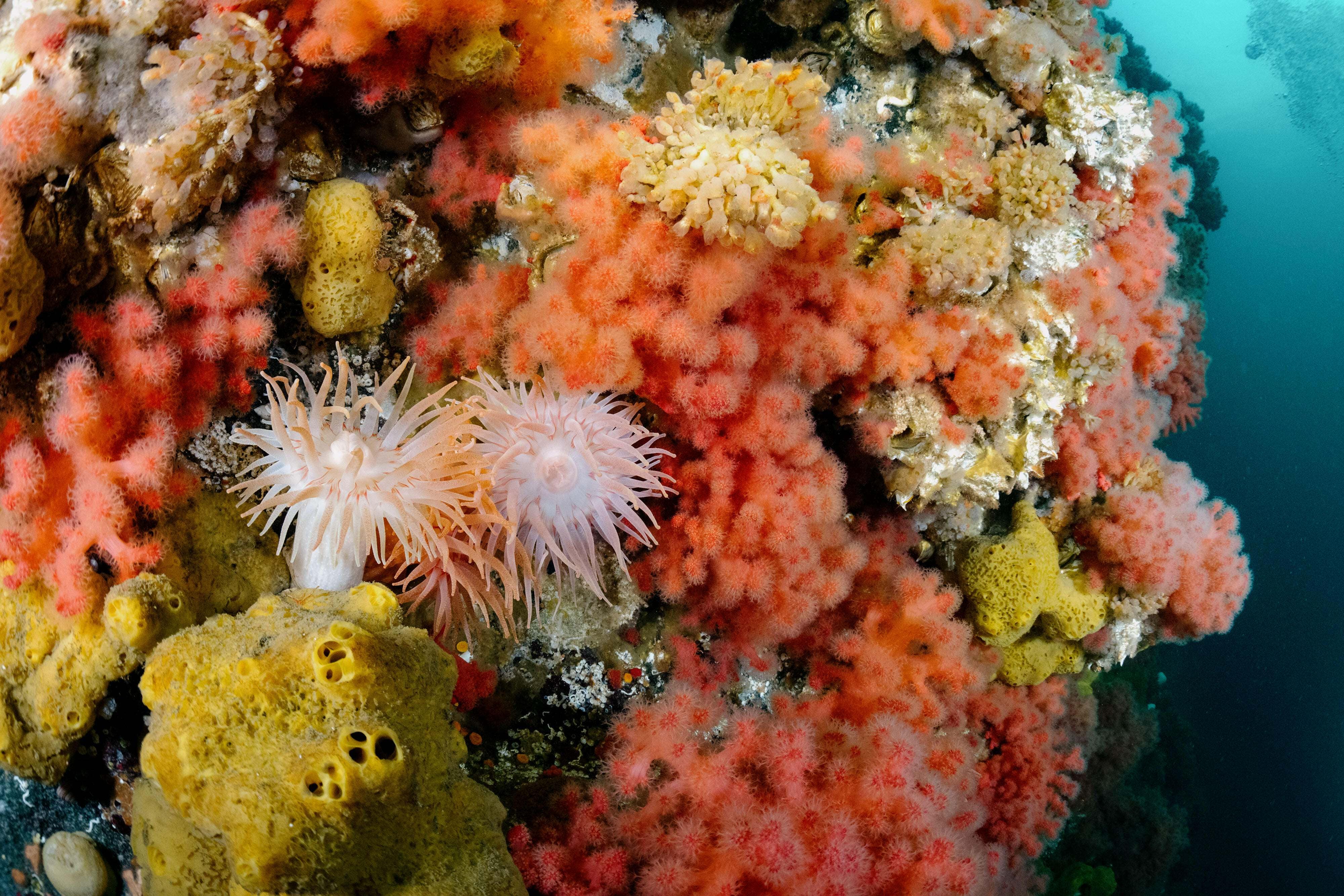 Colorful soft corals and anemones cover the rock reef of Browning Wall near God's Pocket, a dive location off of Hurst Island near Canada's Vancouver Island.