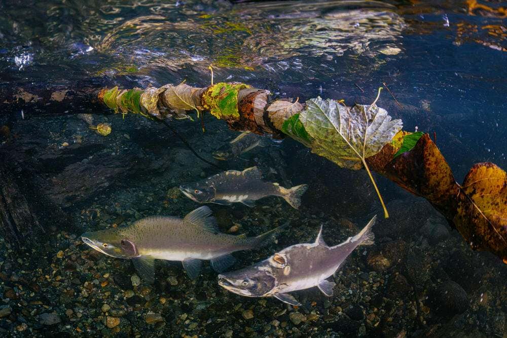 Spawning pink salmon swim in the shallows of the Saloompt River, a tributary of the Bella Coola River, in Bella Coola, Canada.