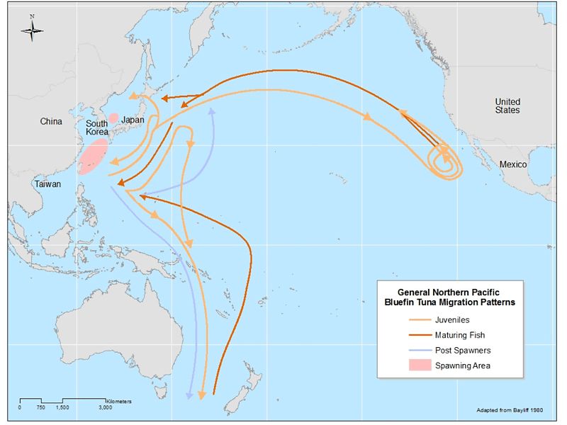 Map showing the migration path of tuna from spawning grounds in the Sea of Japan to the coast of California in the US.
