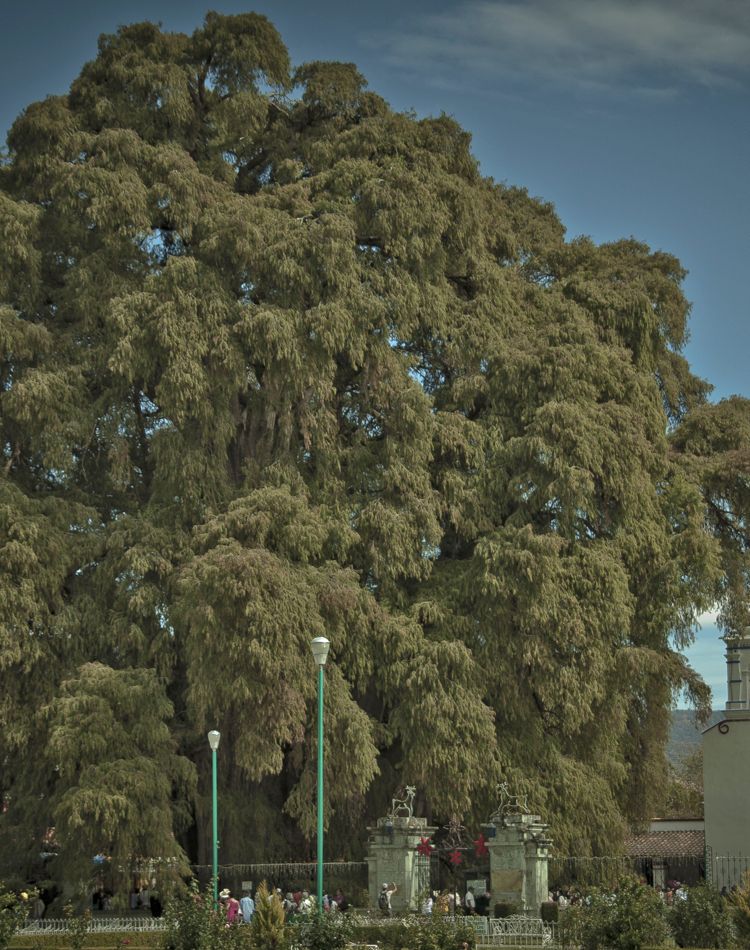 1,400 year old Montezuma cypress tree.