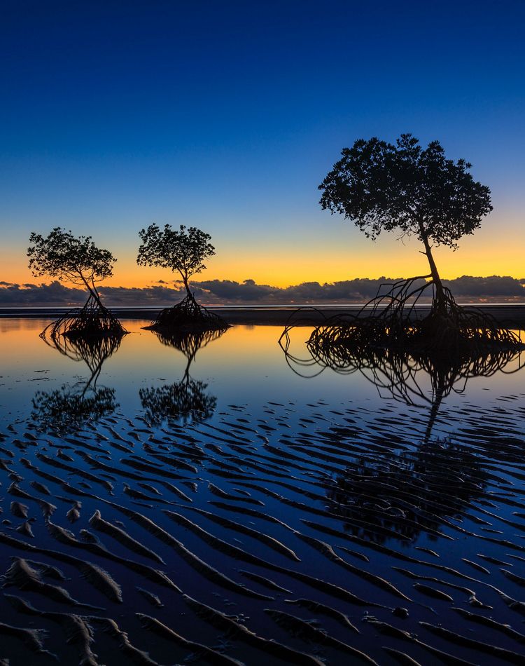Mangrove trees on a wet beach with a low sun.