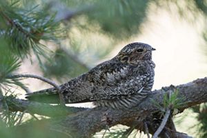 A brown-and-white bird sitting low on a tree branch surround by foliage. 