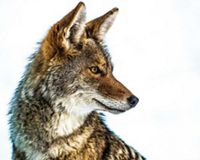 a coyote looking to his left in the snow.