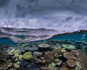A split view of above and under water, showing sky and clouds above and a coral reef below the water's surface.