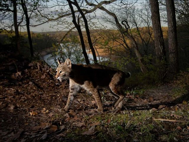 A bobcat walks through a forest on high ground above a river.
