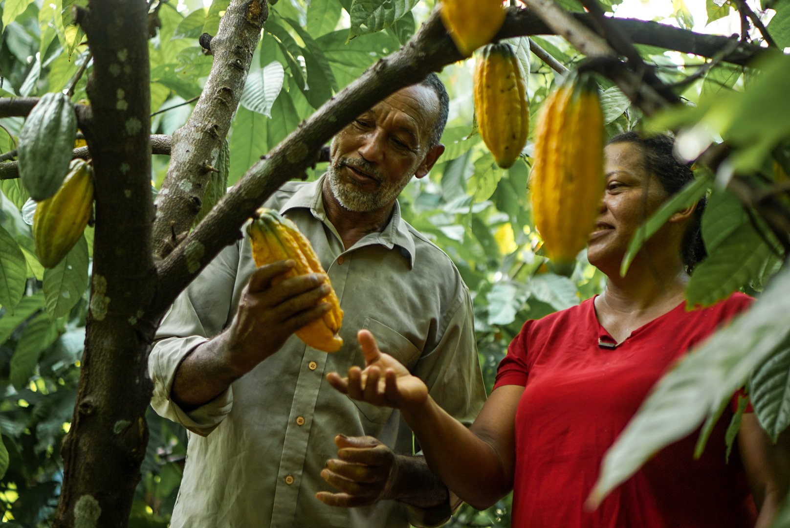 two people look at fruit on a cocoa tree.