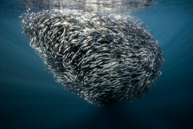 Massive school of sardines off coast of South Africa.