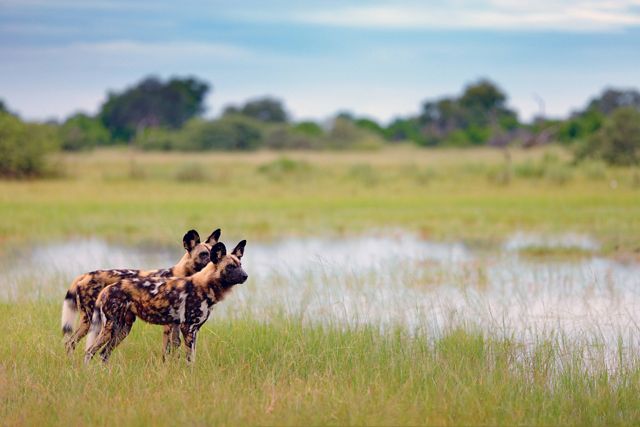 Two African wild dogs stand at the edge of a marsh.