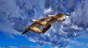 Three white geese in flight under a blue, slightly cloudy sky.