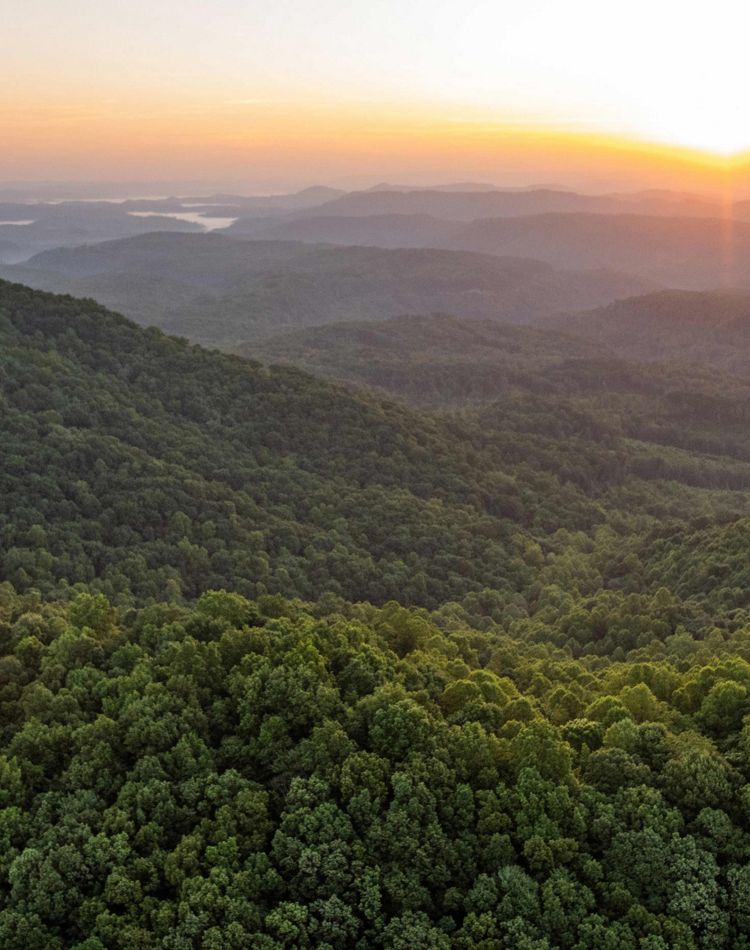 Aerial view of a sunset over a green forest.