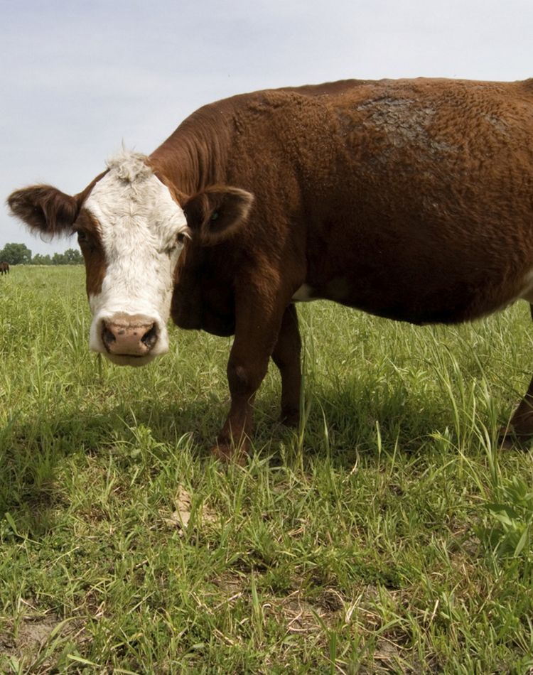 A cow standing in a field 