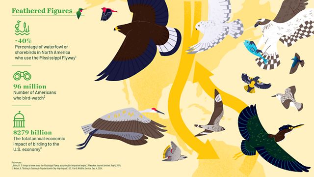 An infographic showing stats about bird migration with illustrated bird species. 