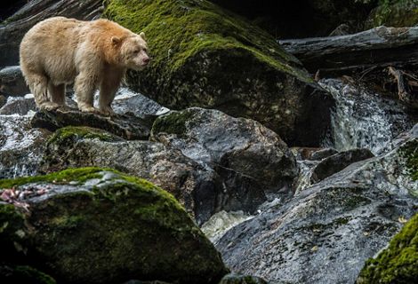 A white spirit bear stands on a rock near a river.