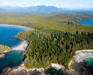 Aerial view of green trees surrounded by water.
